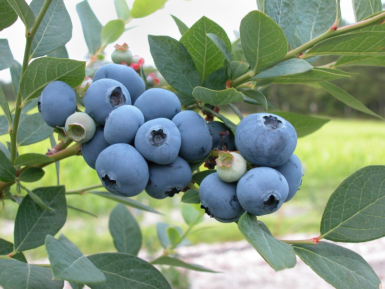 Seasonal berries ripening on the tree