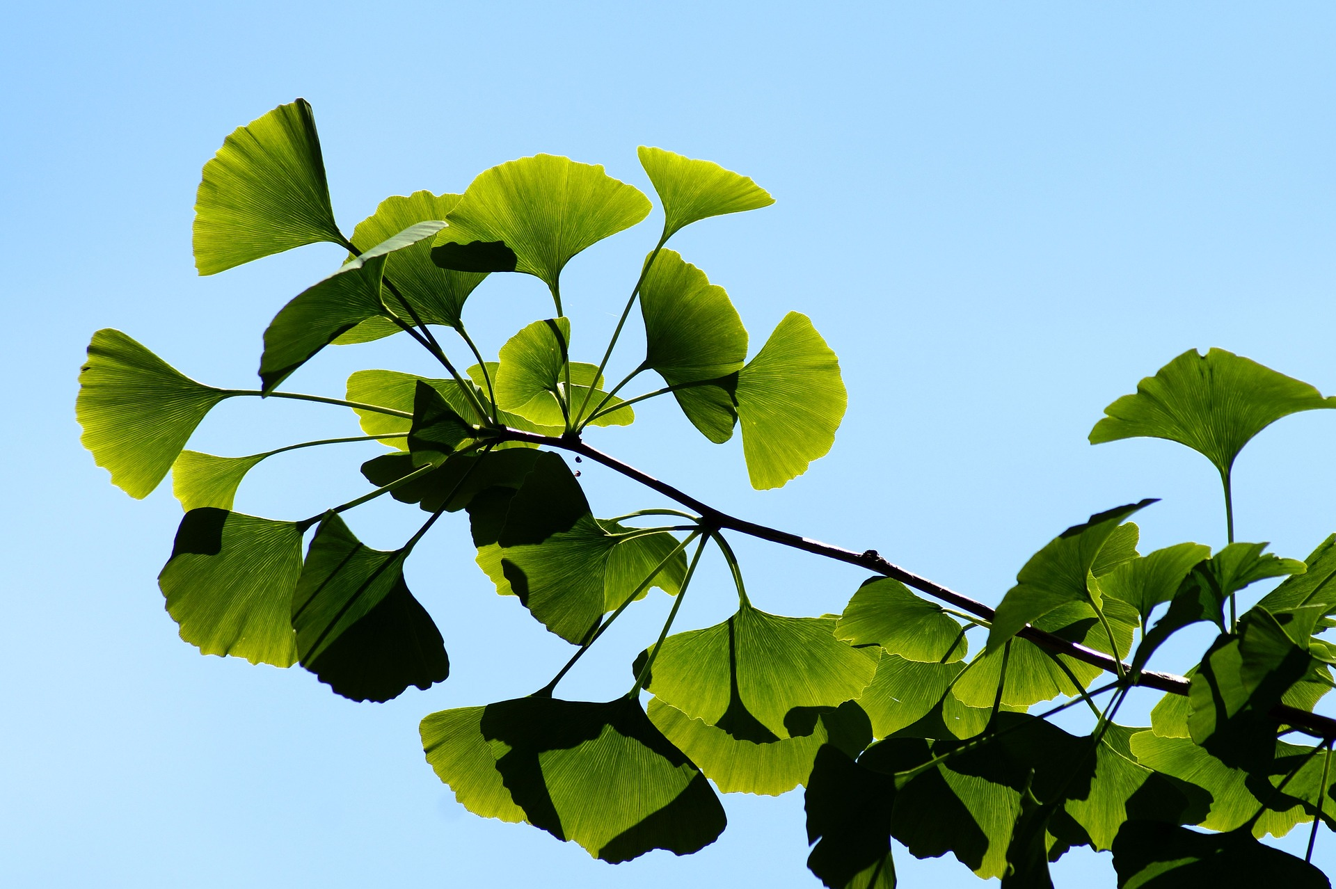 Ginkgo Leaves